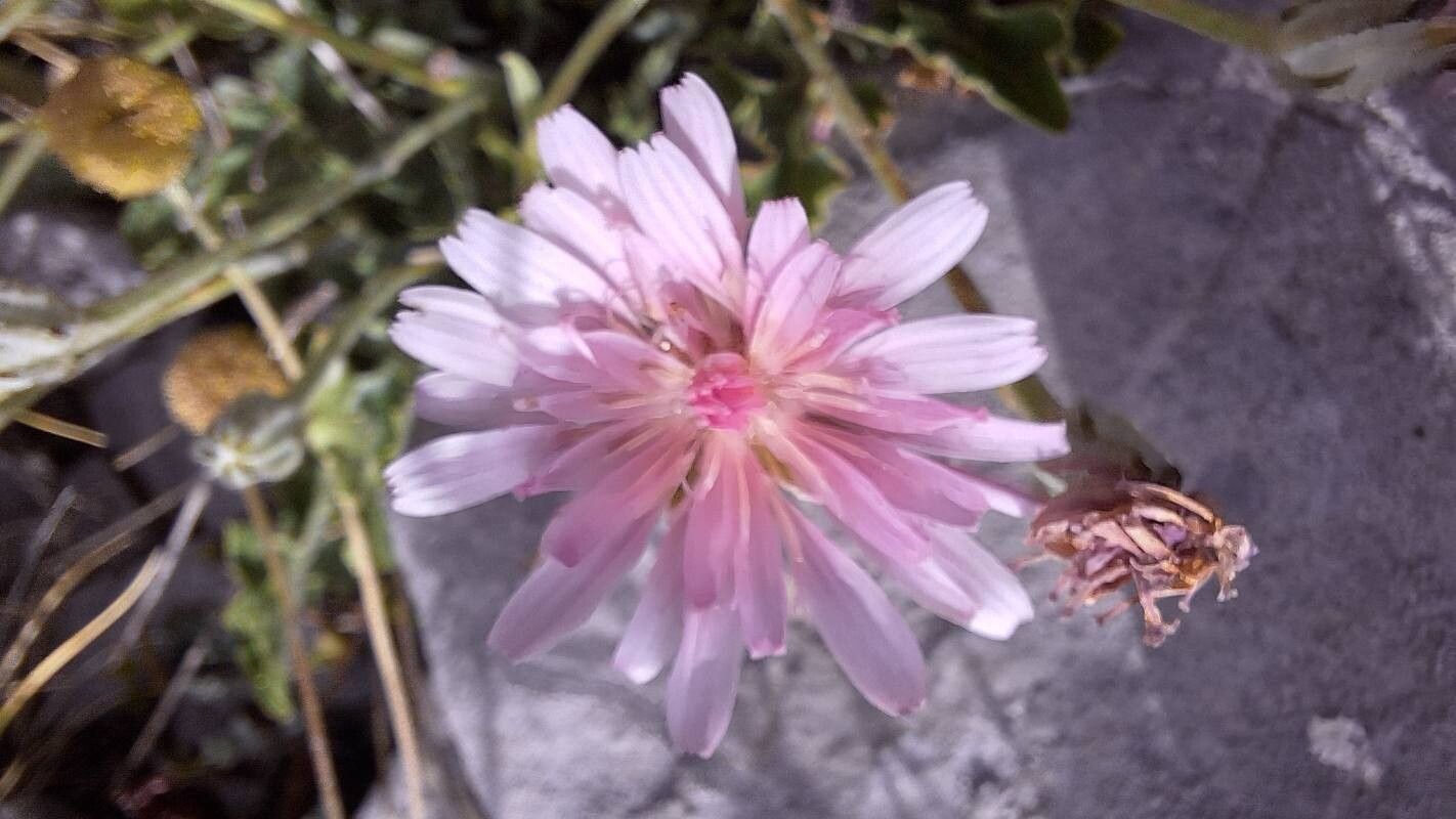 Crepis incana flower
