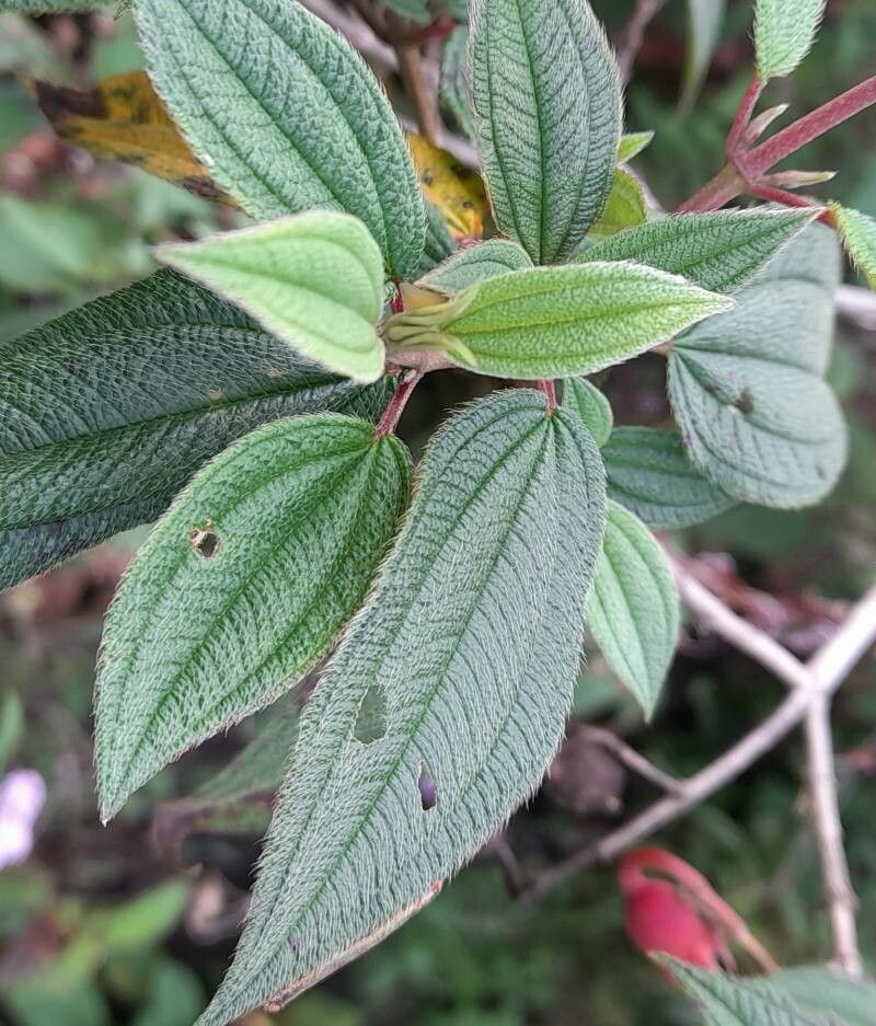 Brachyotum microdon leaf