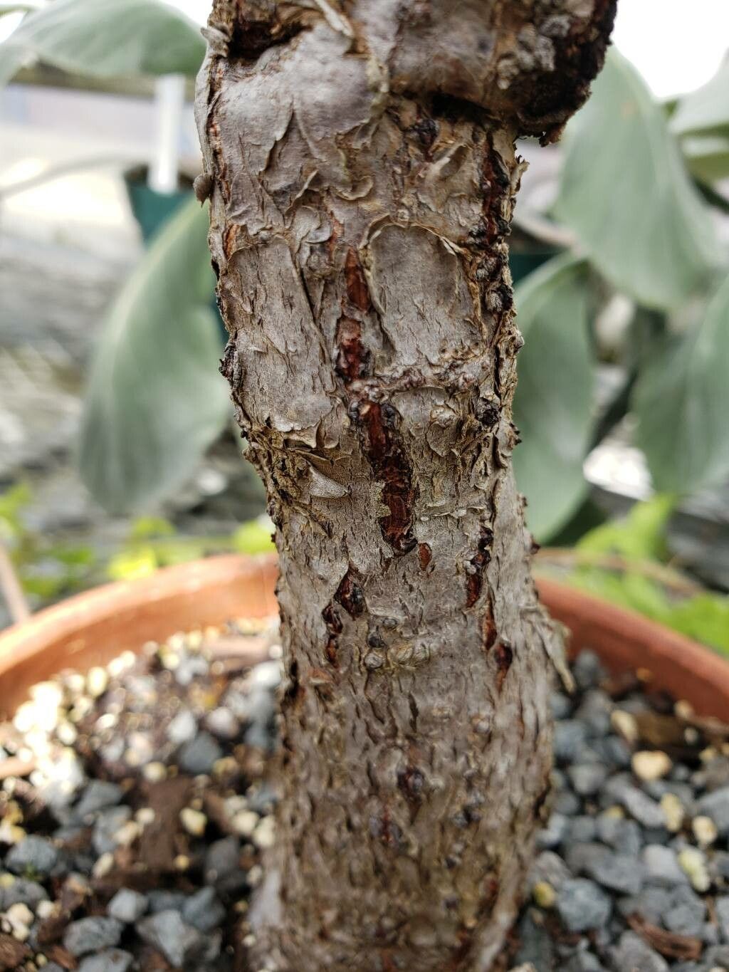 Cyphostemma lanigerum bark