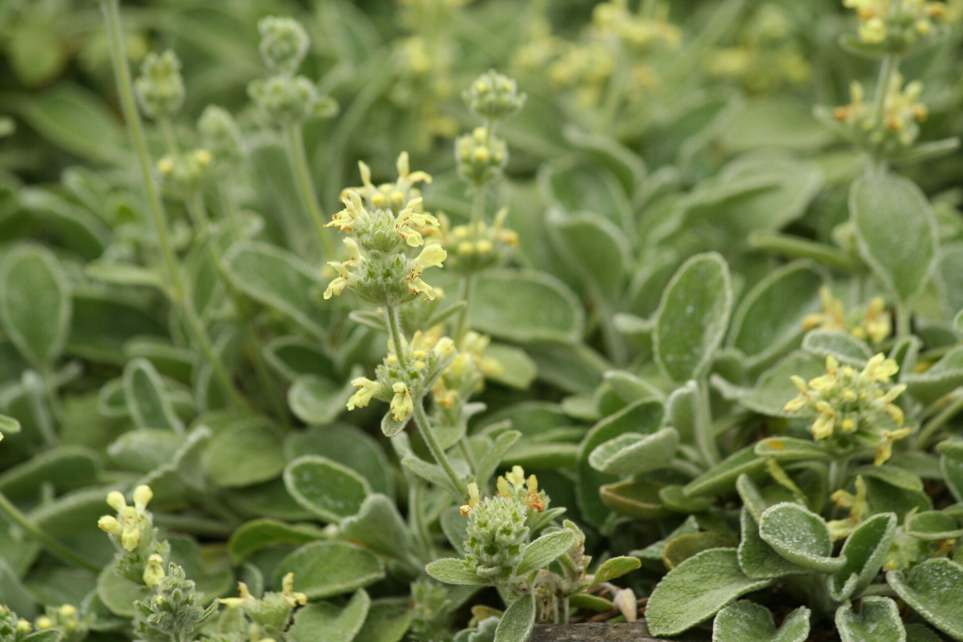 Stachys citrina flower