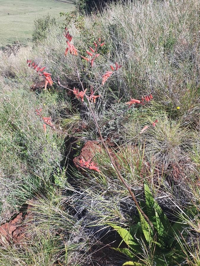 Aloe secundiflora flower