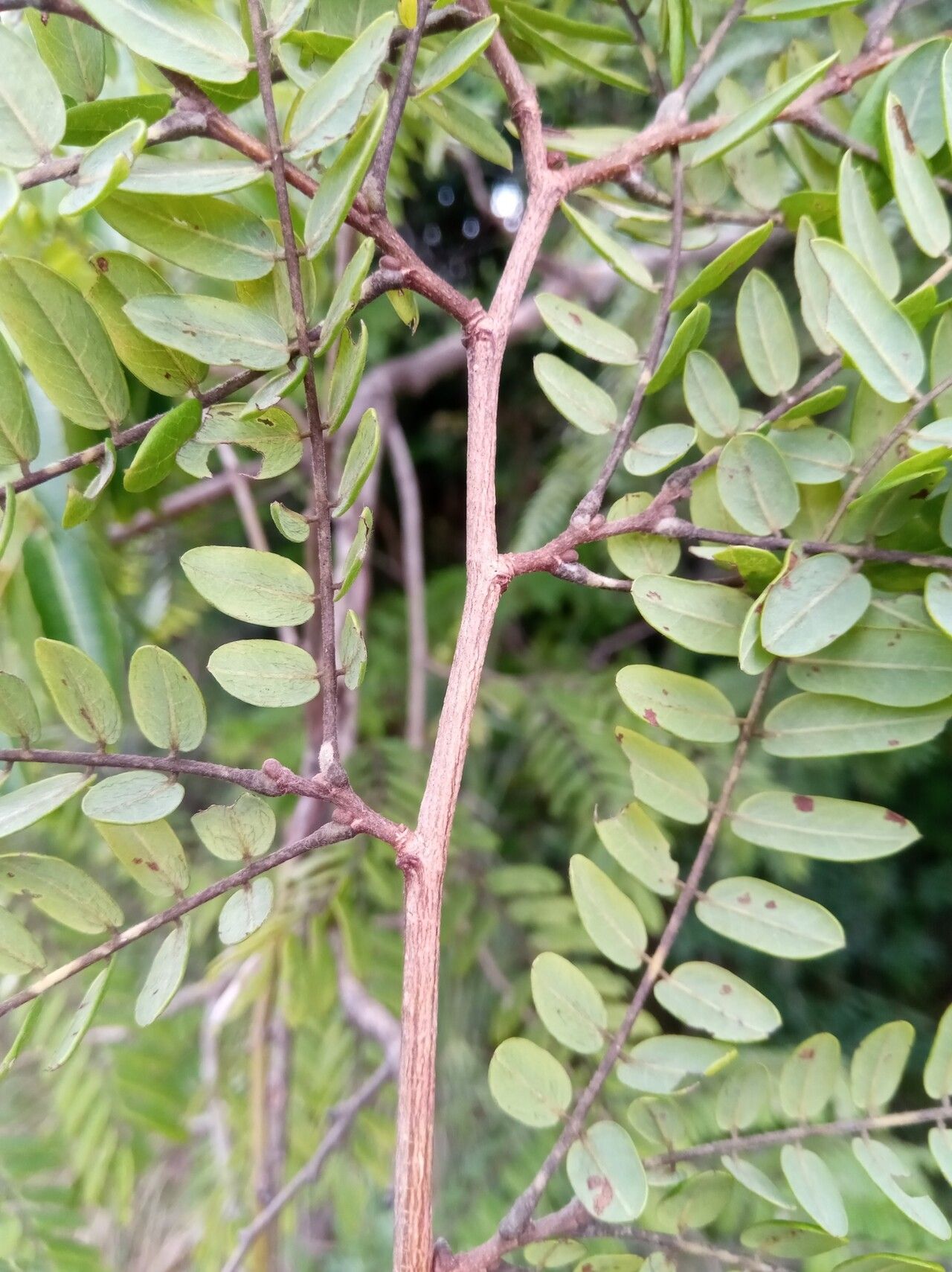 Dalbergia chlorocarpa — houseplant care guide