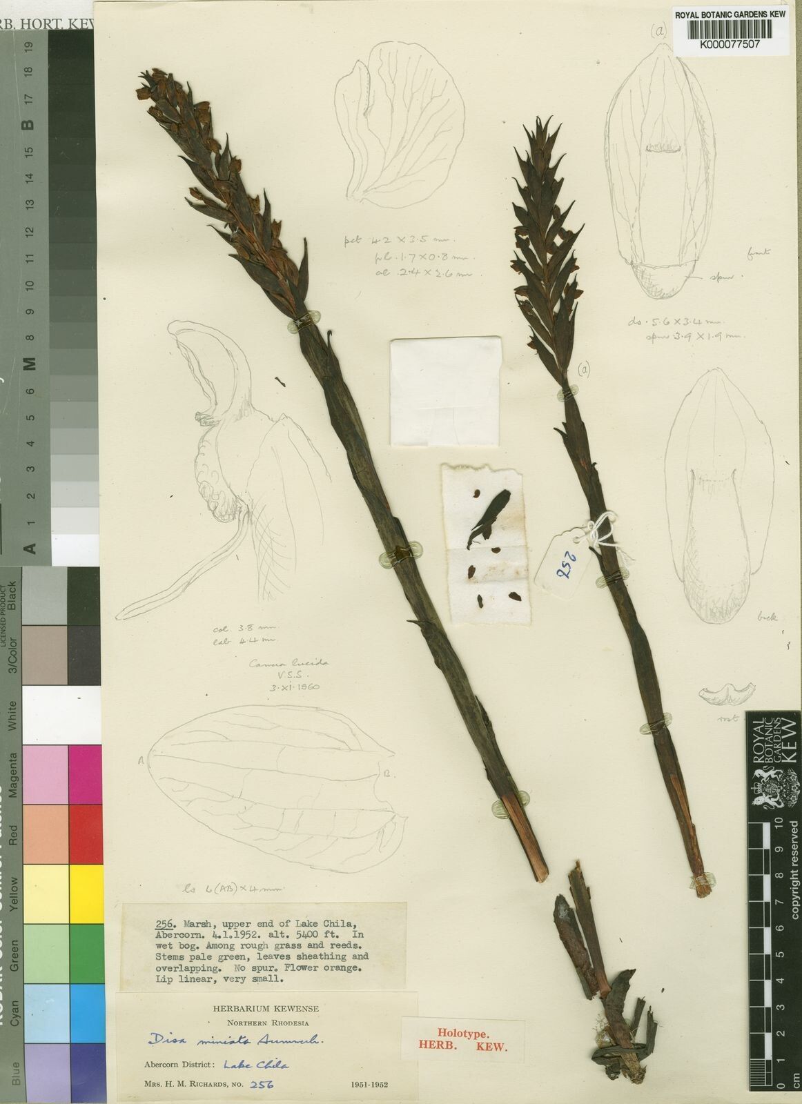 Disa miniata — houseplant care guide