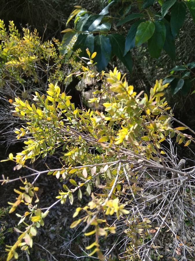 Melaleuca cheelii — houseplant care guide