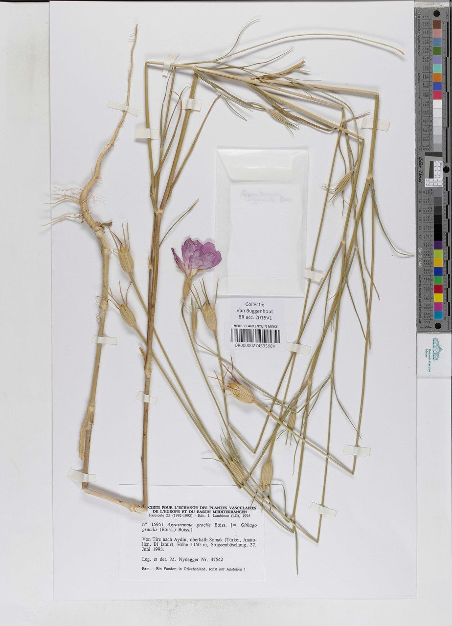 Agrostemma brachylobum other