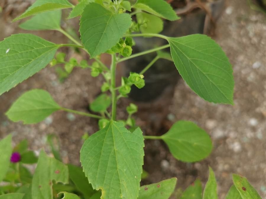 Acalypha indica leaf