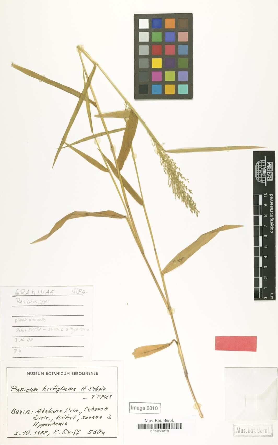 Panicum sublaetum — houseplant care guide