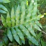 Nephrolepis biserrata