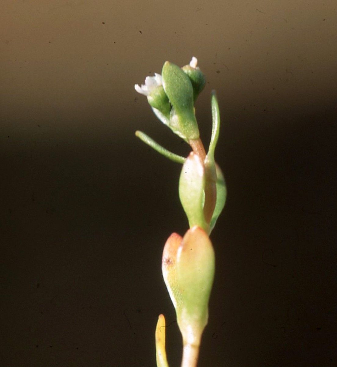 Montia hallii flower