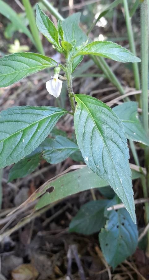 Hybanthus communis habit