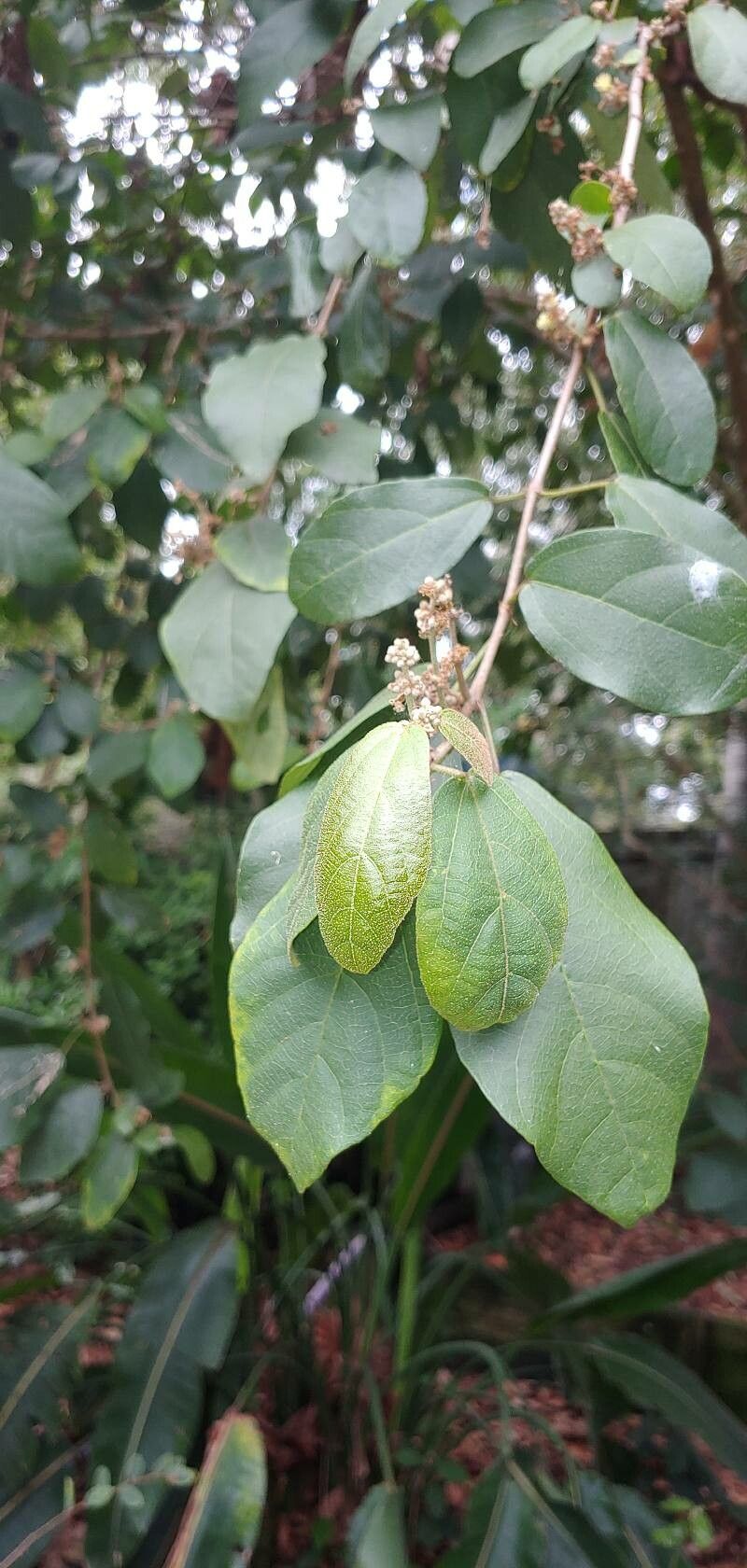 Mallotus claoxyloides — related species from the same genus