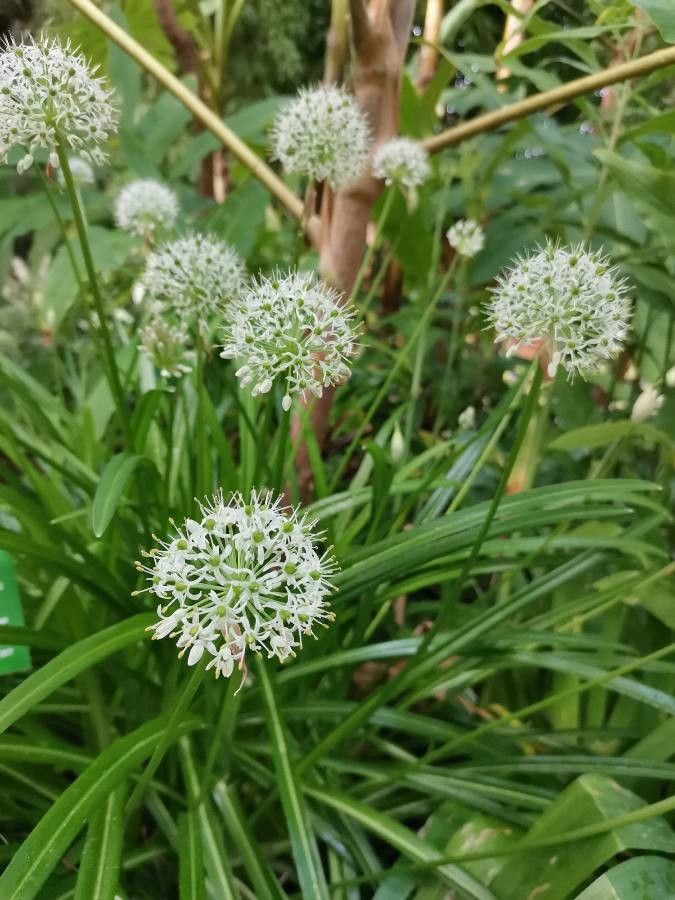 Allium omeiense habit