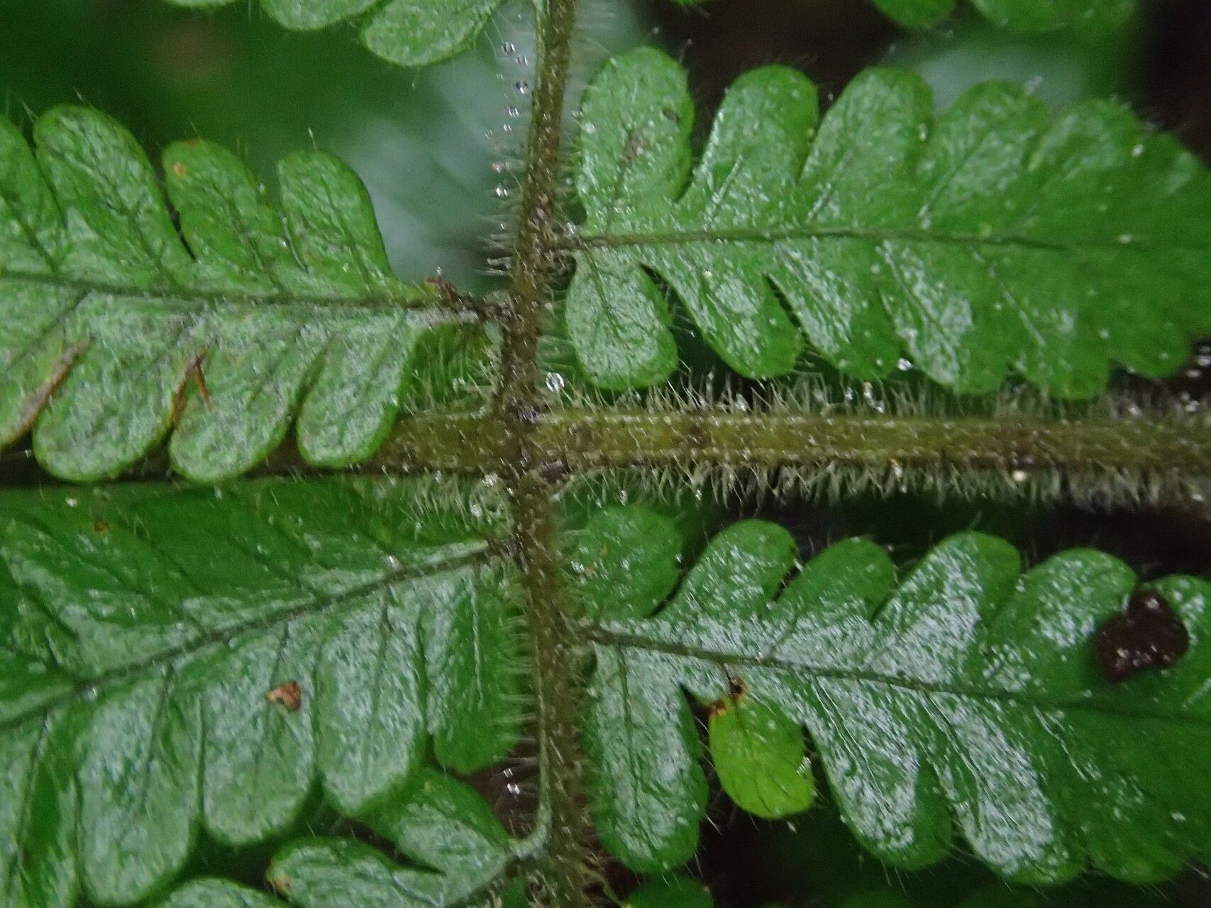 Parapolystichum barterianum leaf