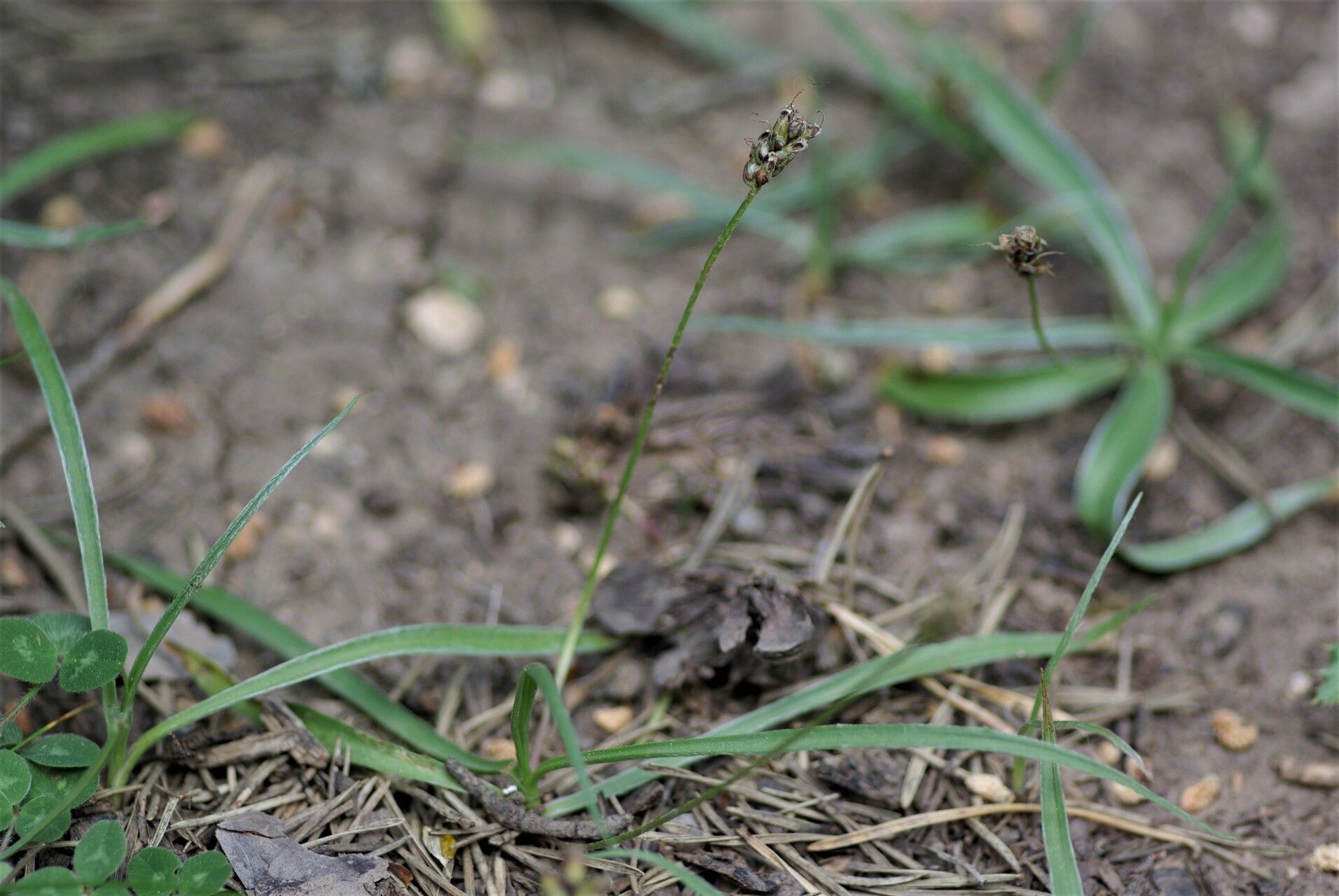 Plantago monosperma fruit