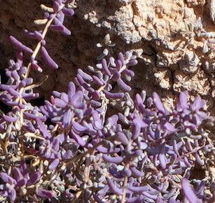 Suaeda ifniensis — search result for 'Suaeda'