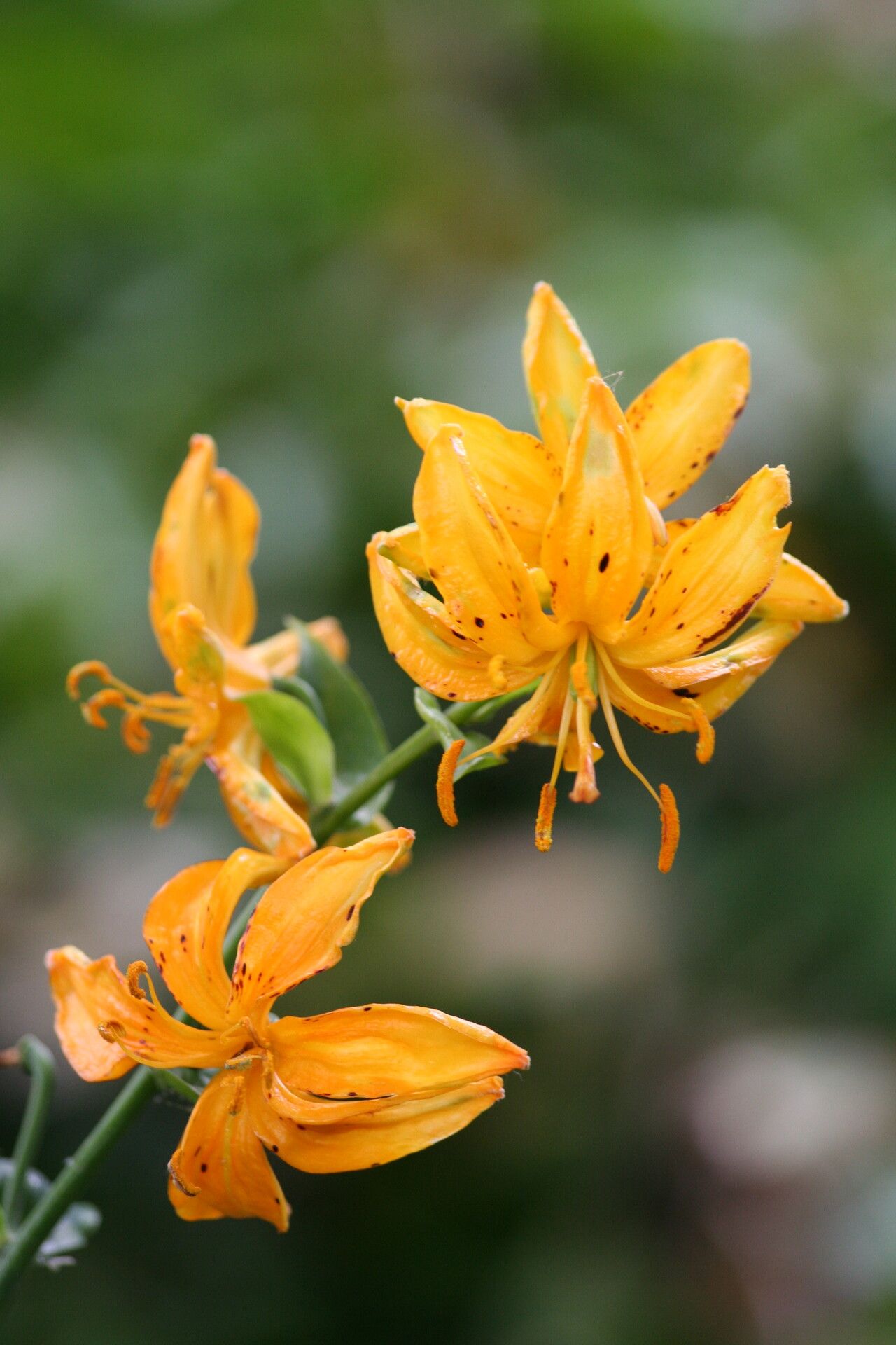 Lilium hansonii — houseplant care guide