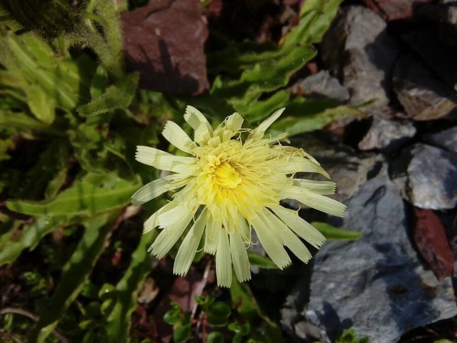 Hieracium intybaceum flower
