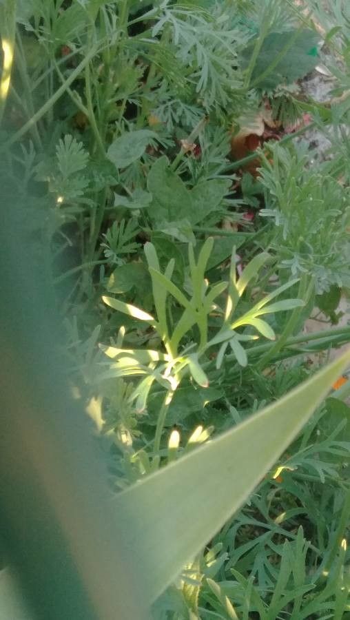 Eschscholzia caespitosa leaf