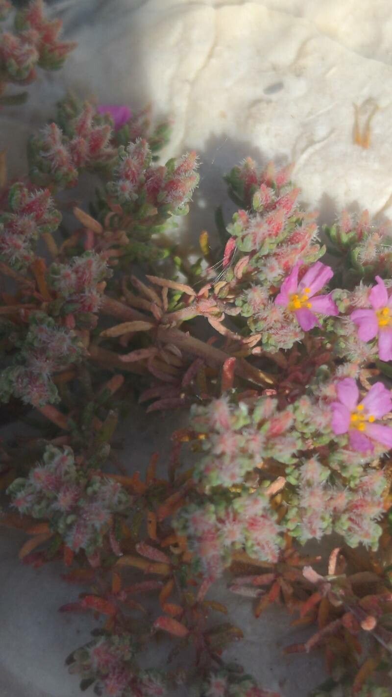 Frankenia hirsuta bark