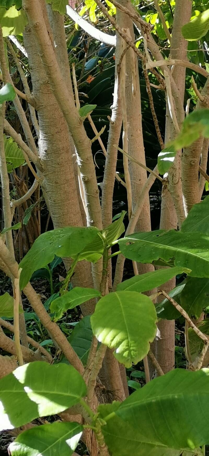 Dendrocnide meyeniana bark