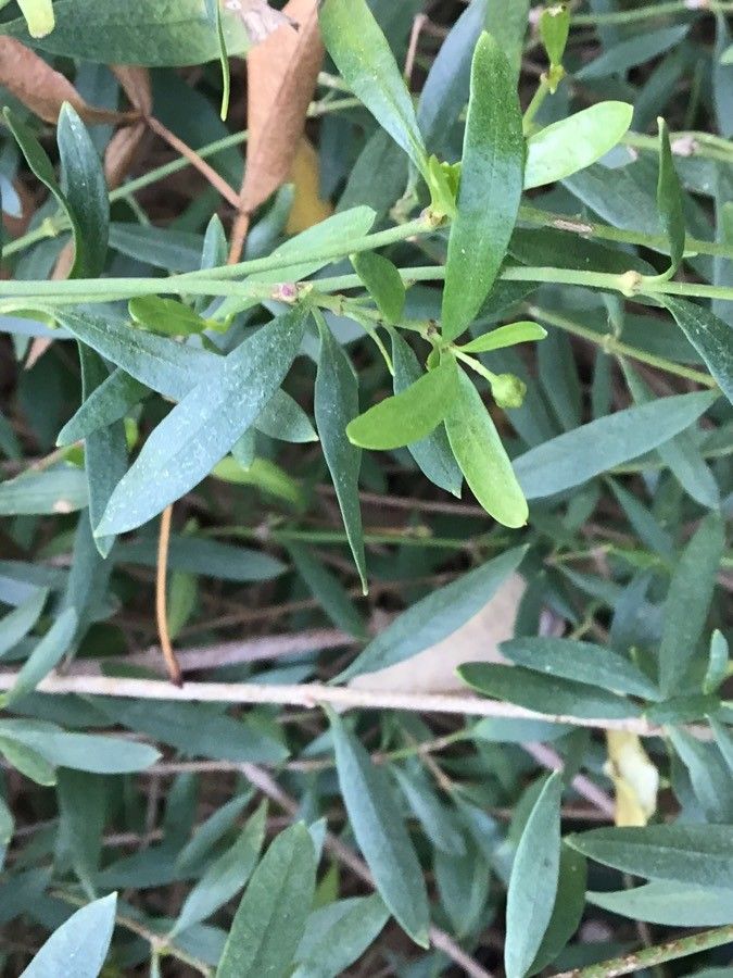 Periploca laevigata leaf