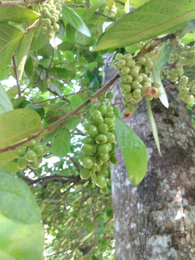 Antidesma venosum fruit