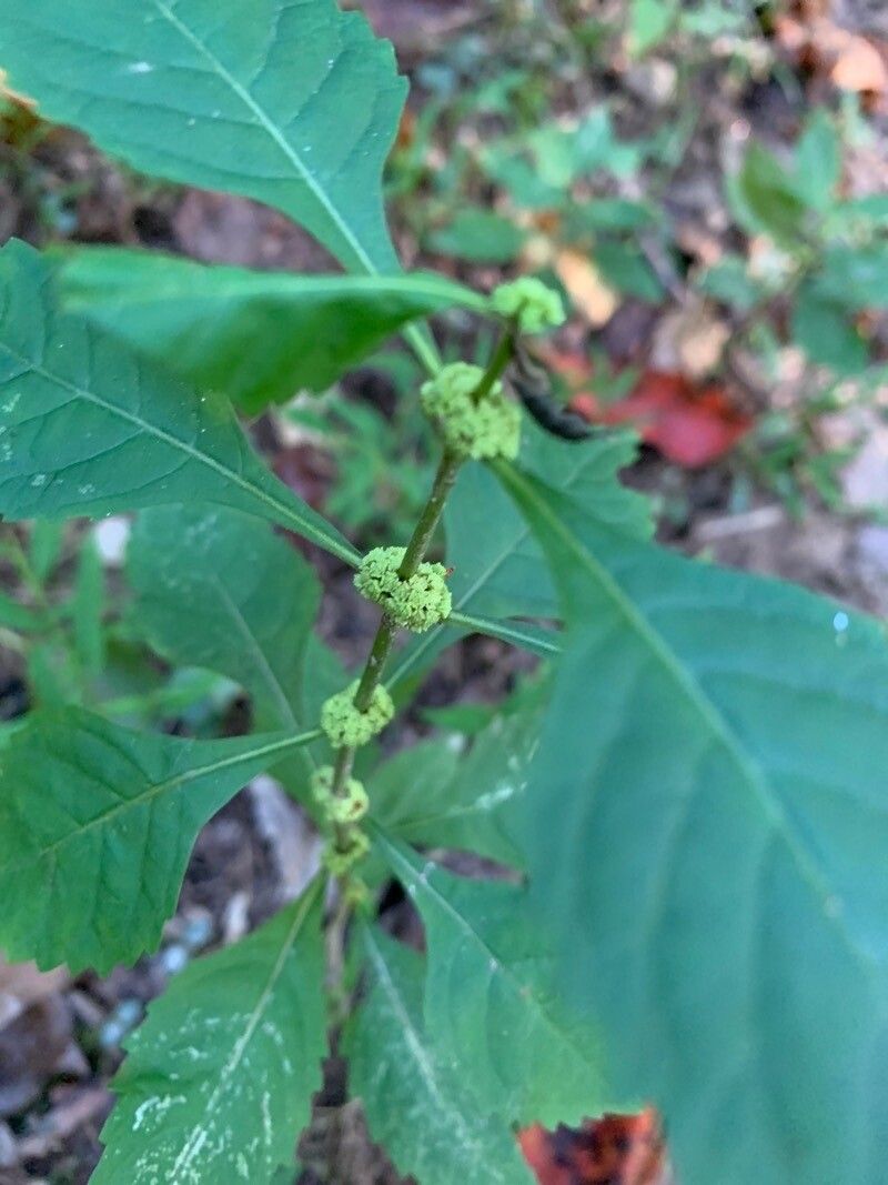 Lycopus virginicus flower