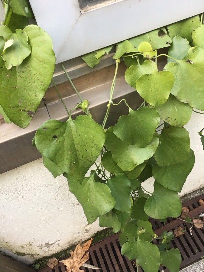 Aristolochia elegans leaf