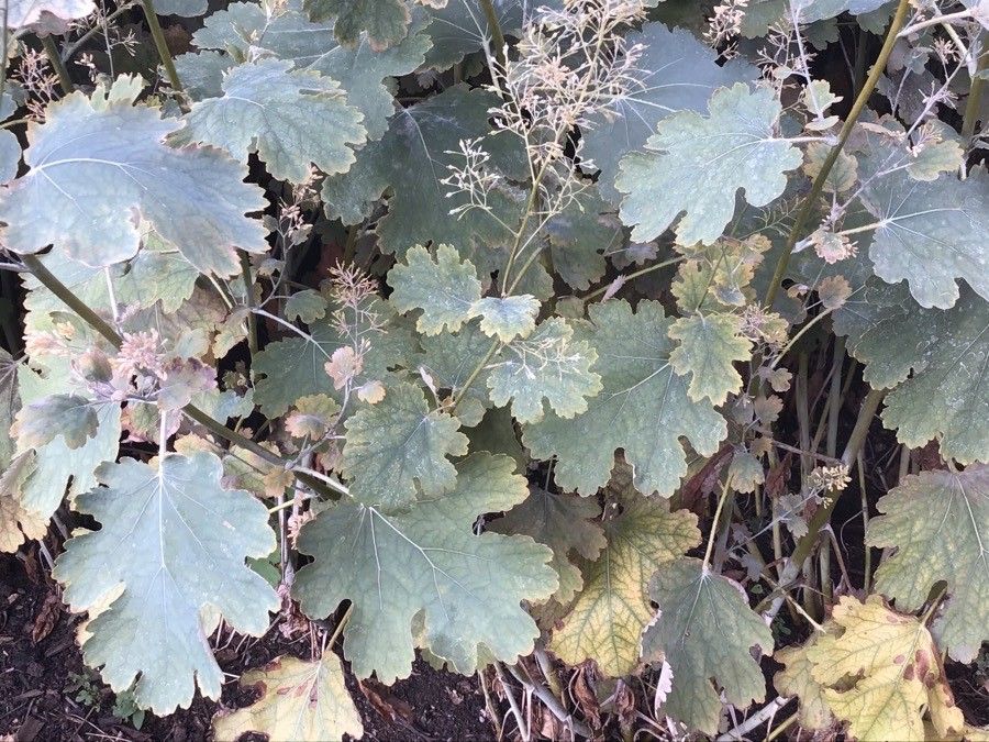 Macleaya microcarpa — related species from the same genus