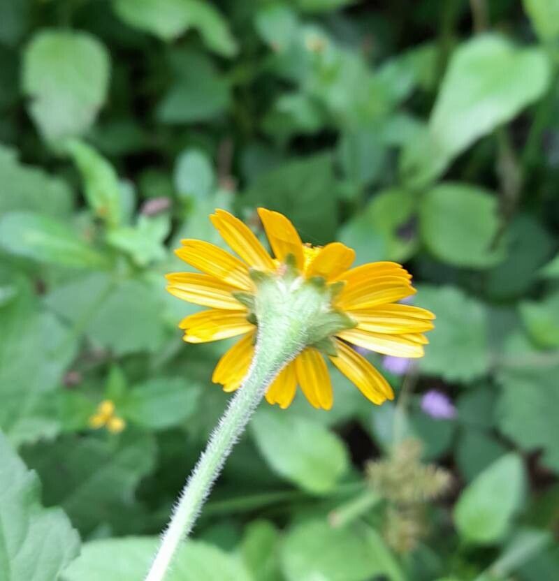 Acmella alpestris flower
