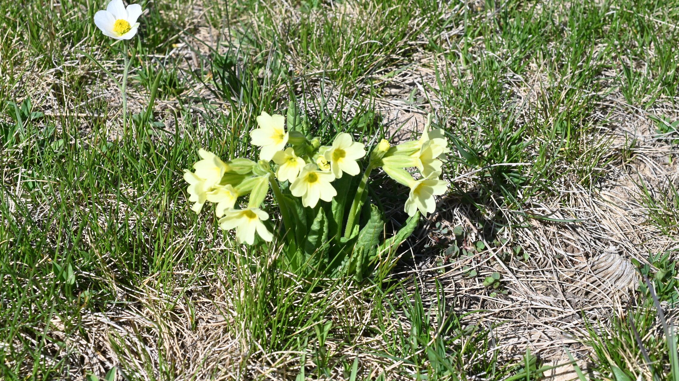 Primula intricata flower
