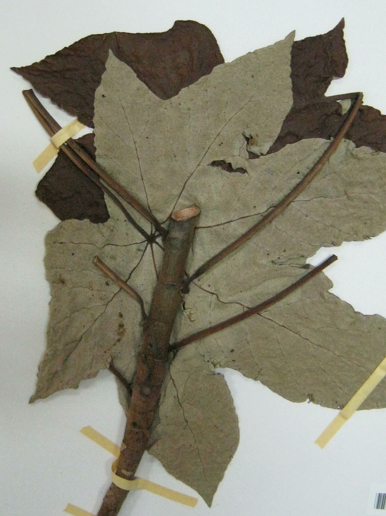 Cecropia granvilleana other