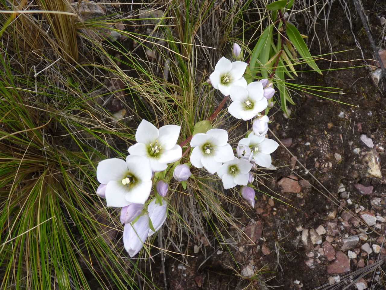 Gentianella dielsiana — search result for 'Gentianella'