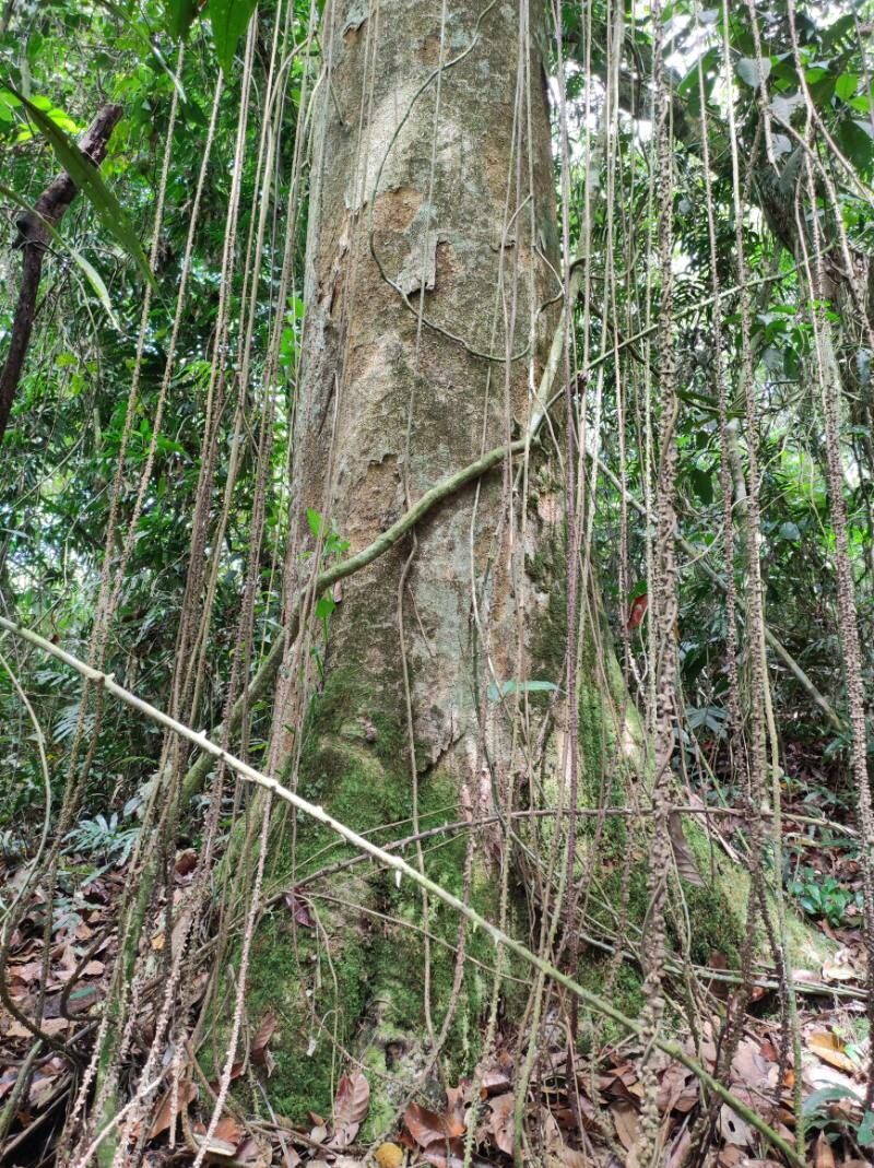 Dacryodes talamancensis bark