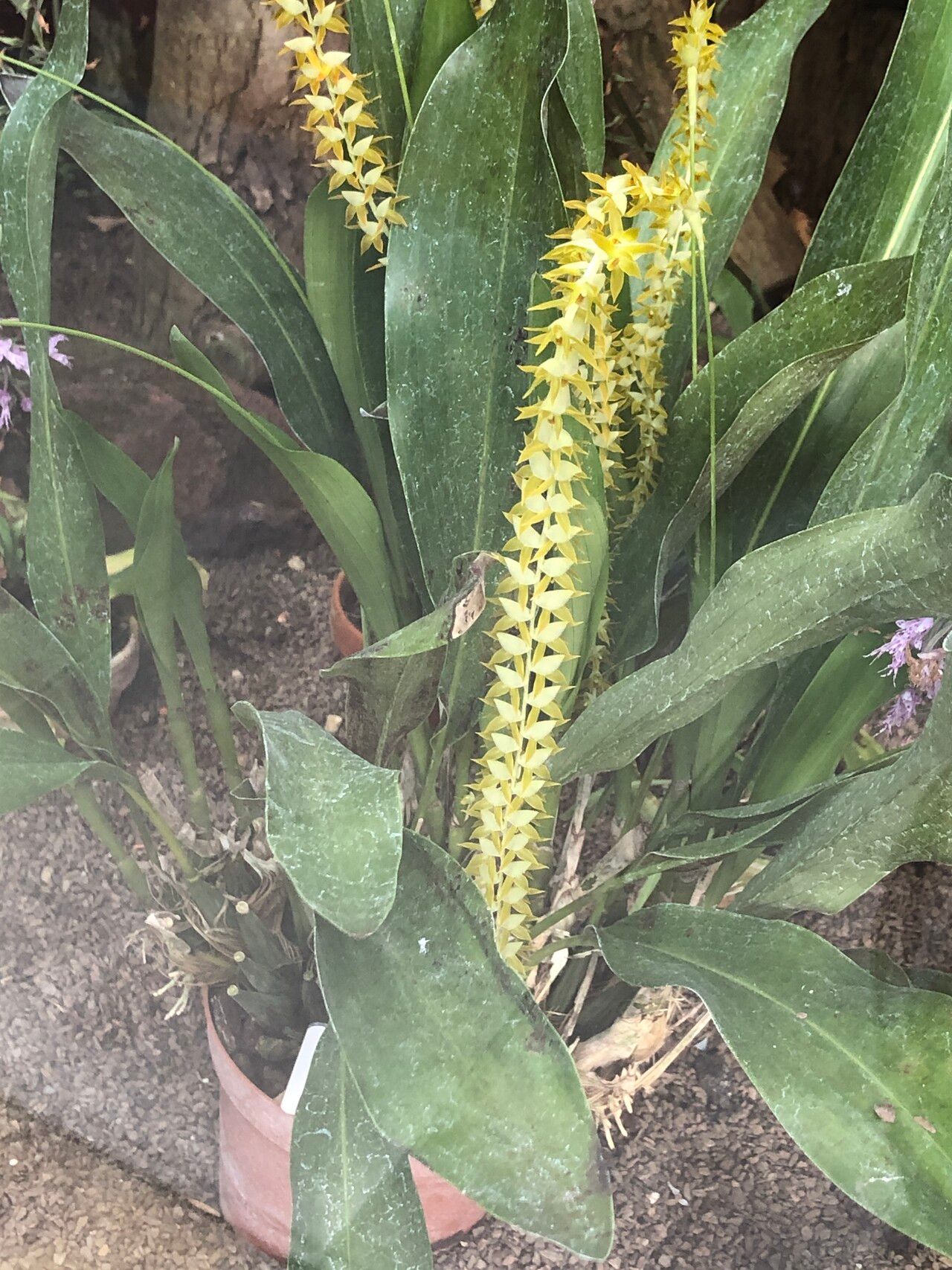 Coelogyne magna habit