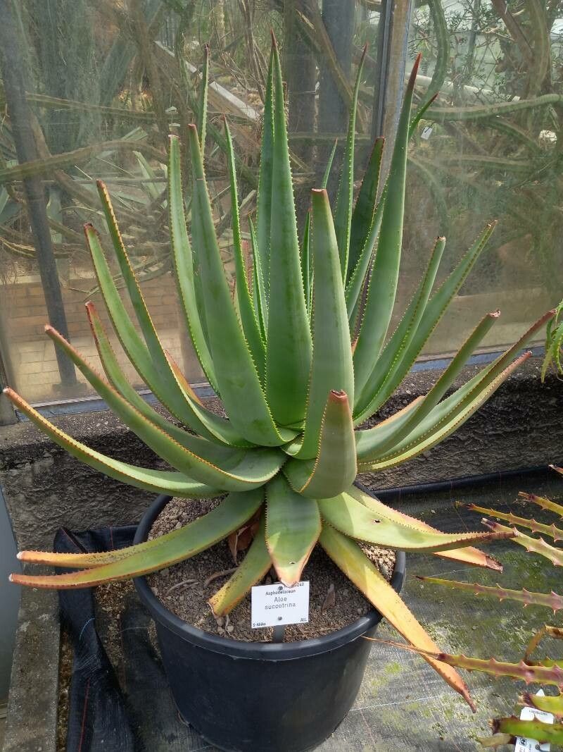 Aloe succotrina habit