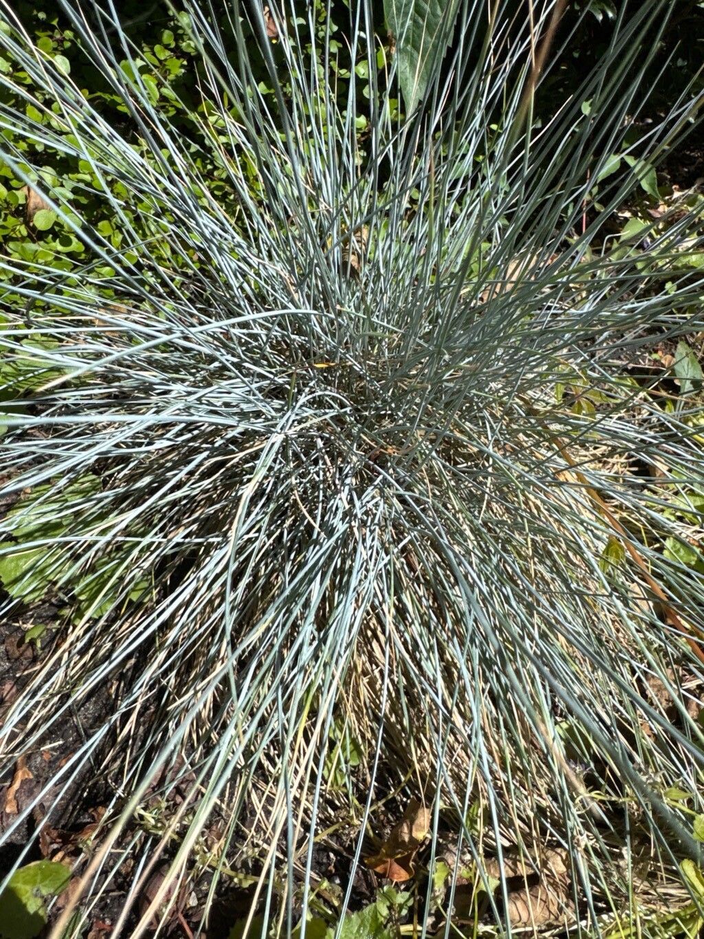 Festuca amethystina leaf