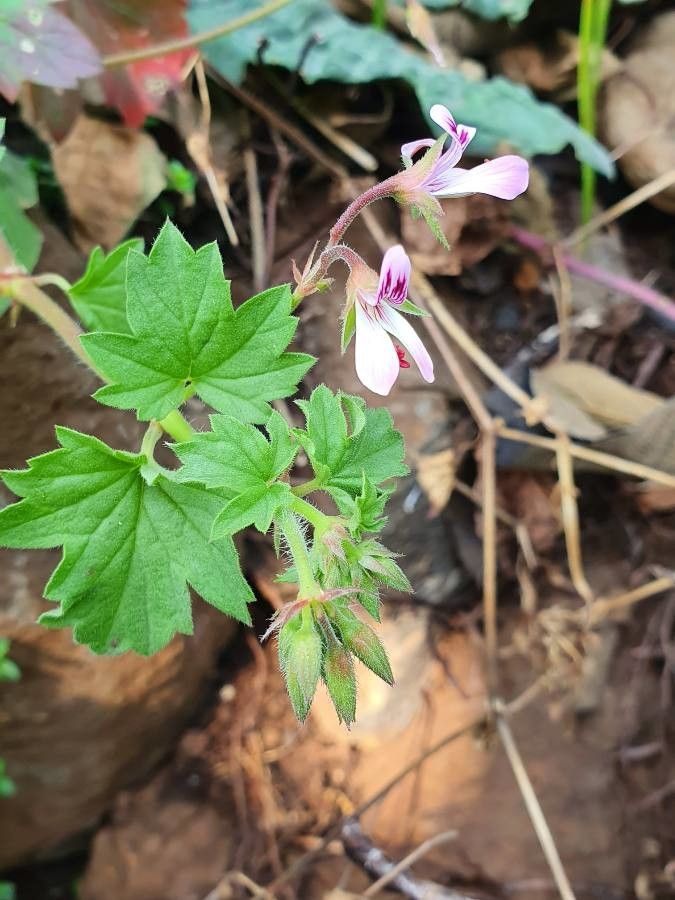 Pelargonium glechomoides — houseplant care guide