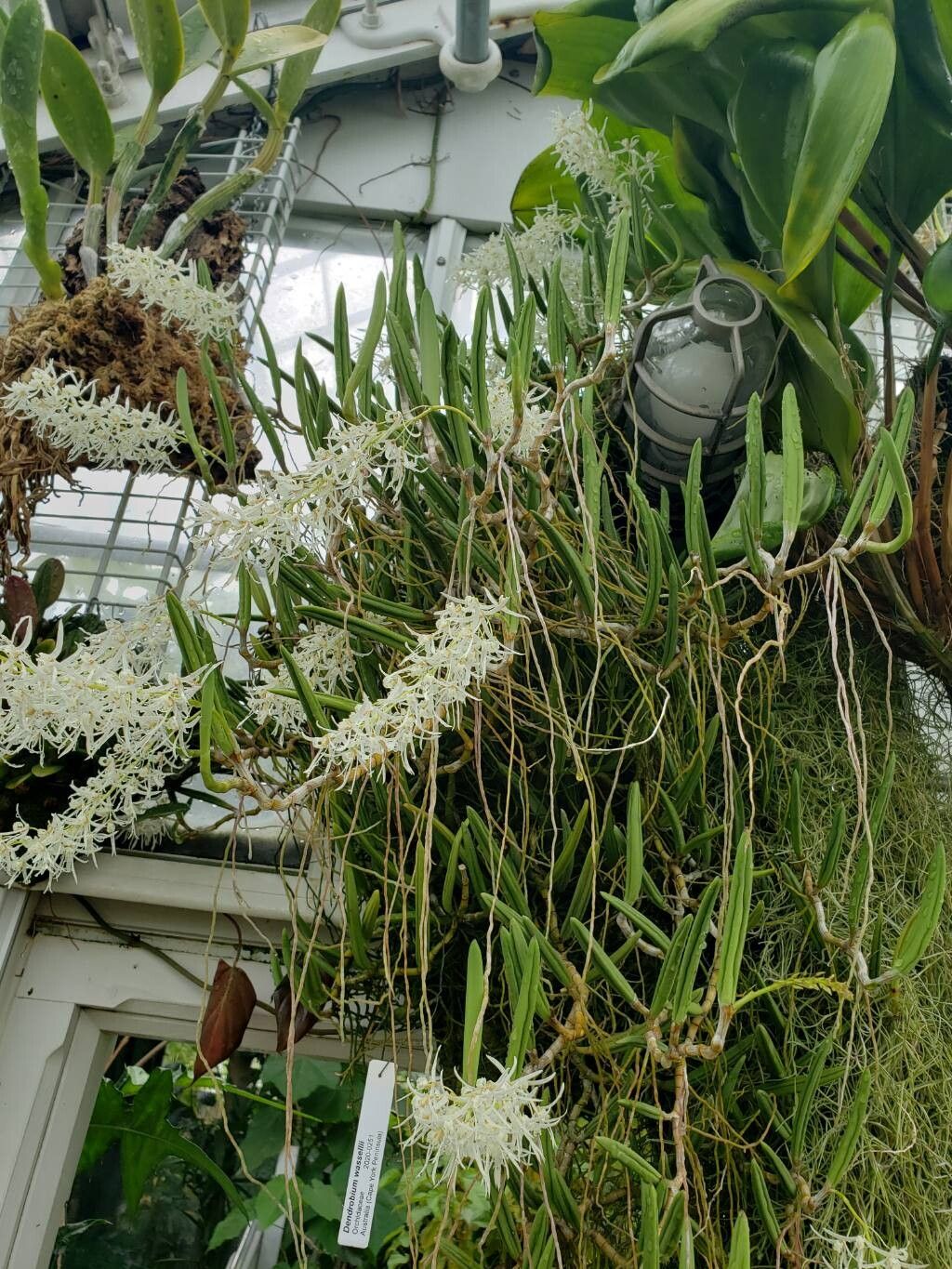 Dendrobium wassellii habit