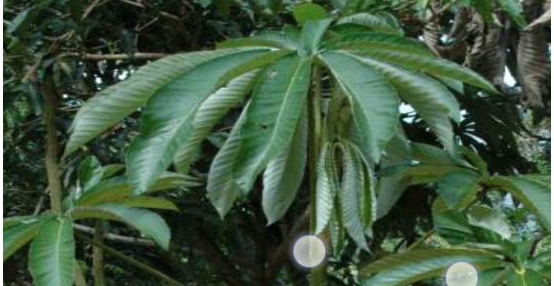 Pourouma cecropiifolia leaf