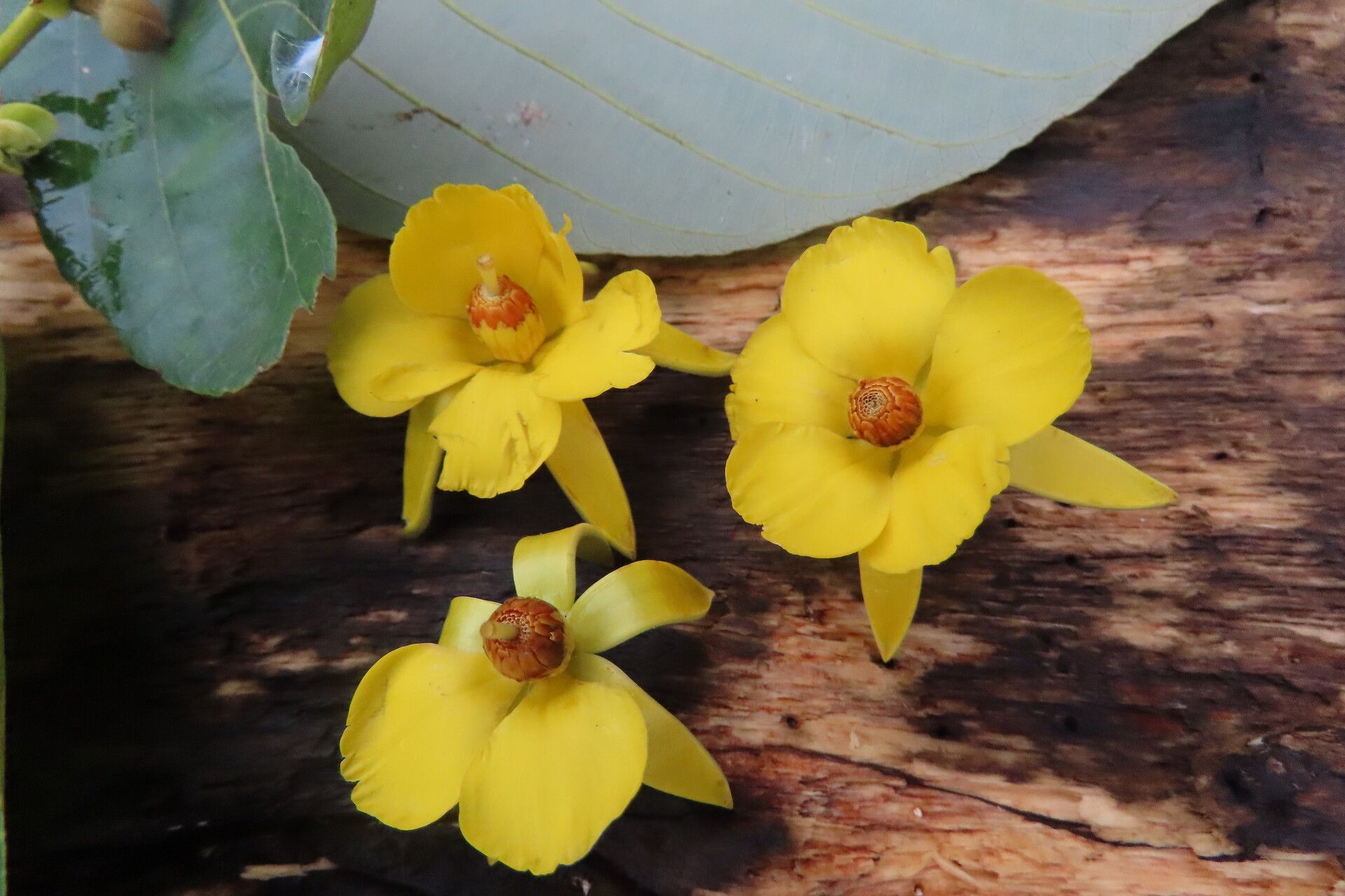 Apeiba membranacea flower