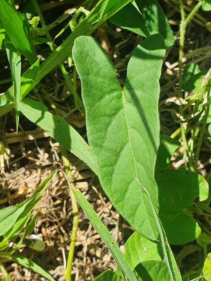 Ipomoea sinensis leaf