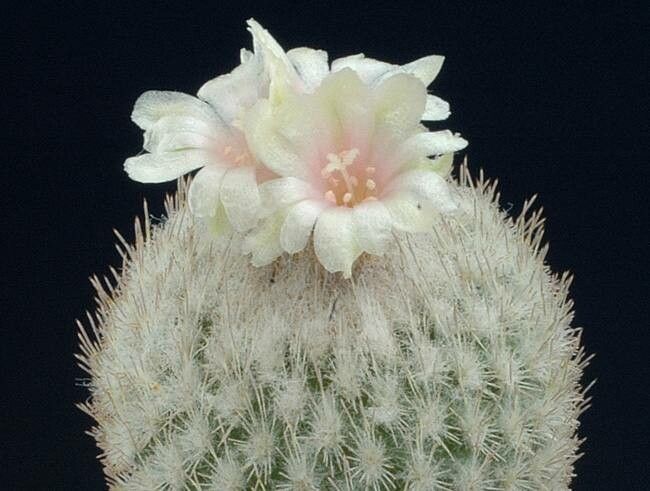 Epithelantha pachyrhiza flower
