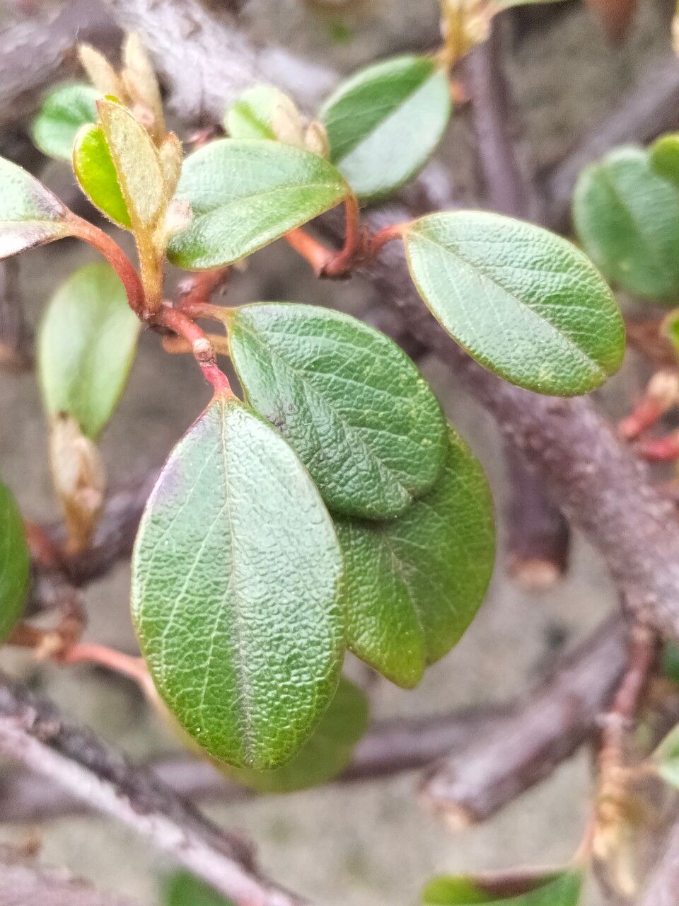 Cotoneaster simonsii leaf