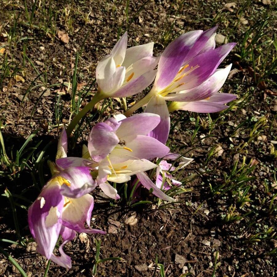 Colchicum bulbocodium flower