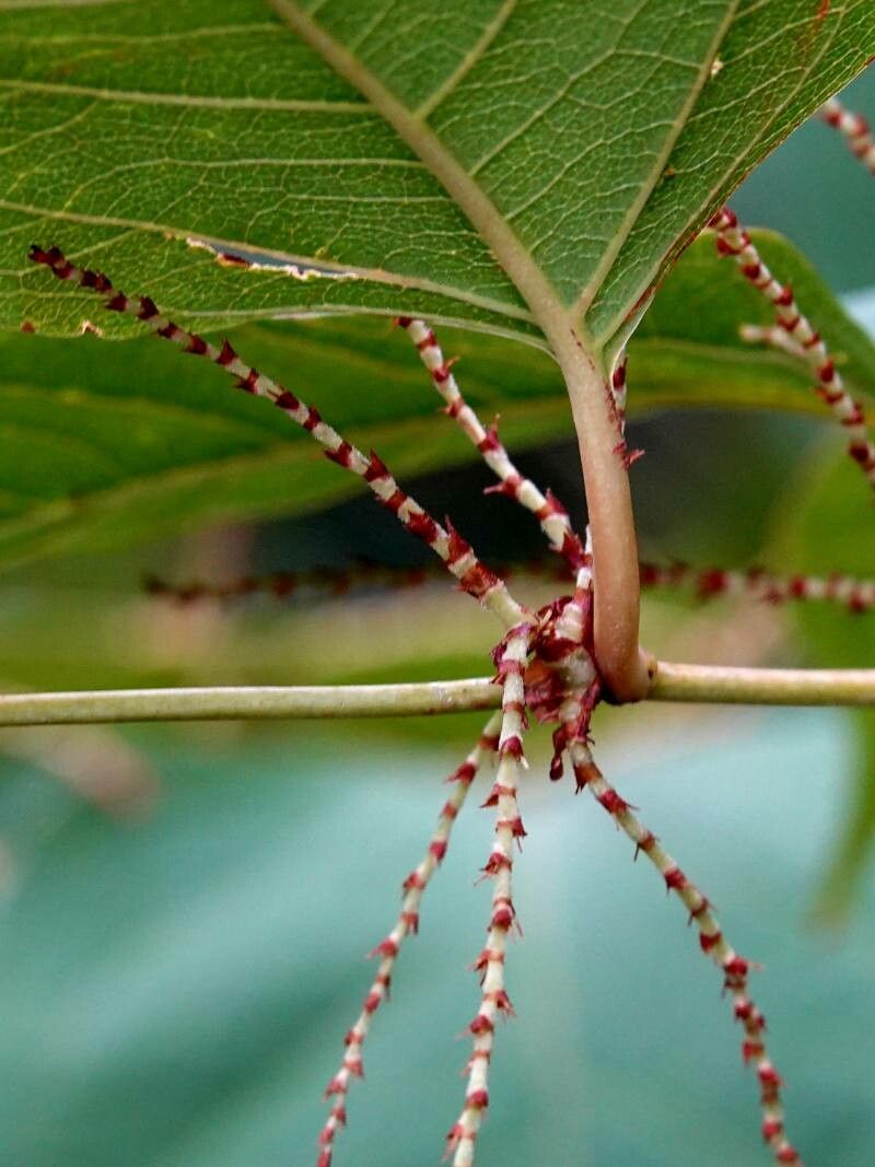 Gesnouinia arborea fruit