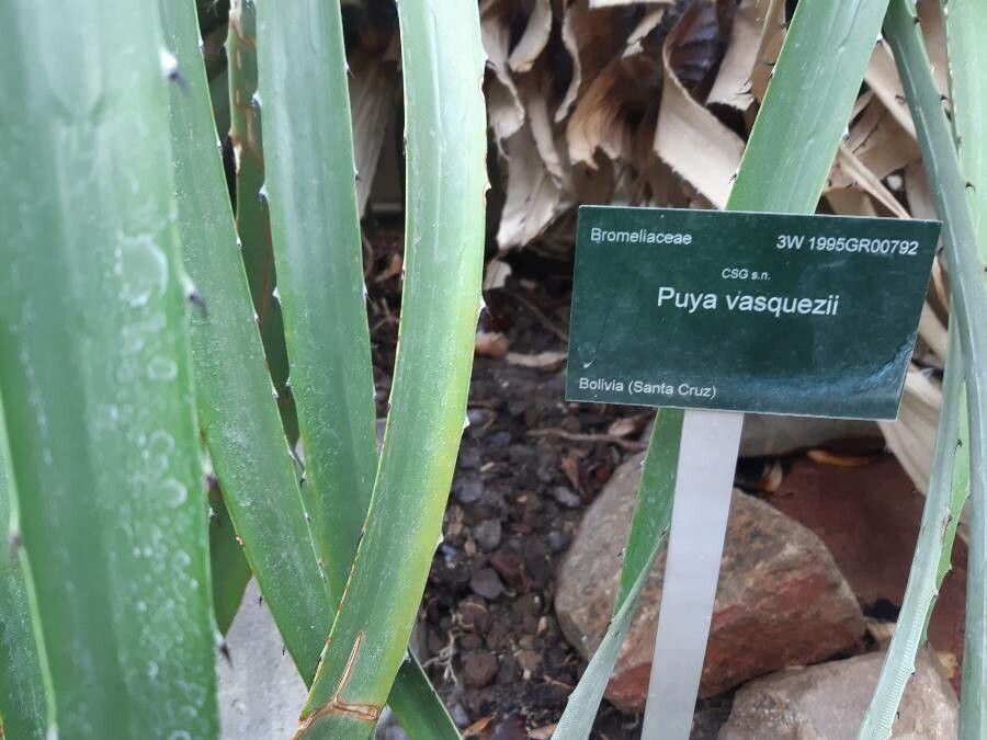 Puya vasquezii other