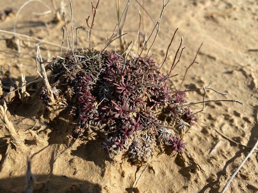 Limonium minutum habit