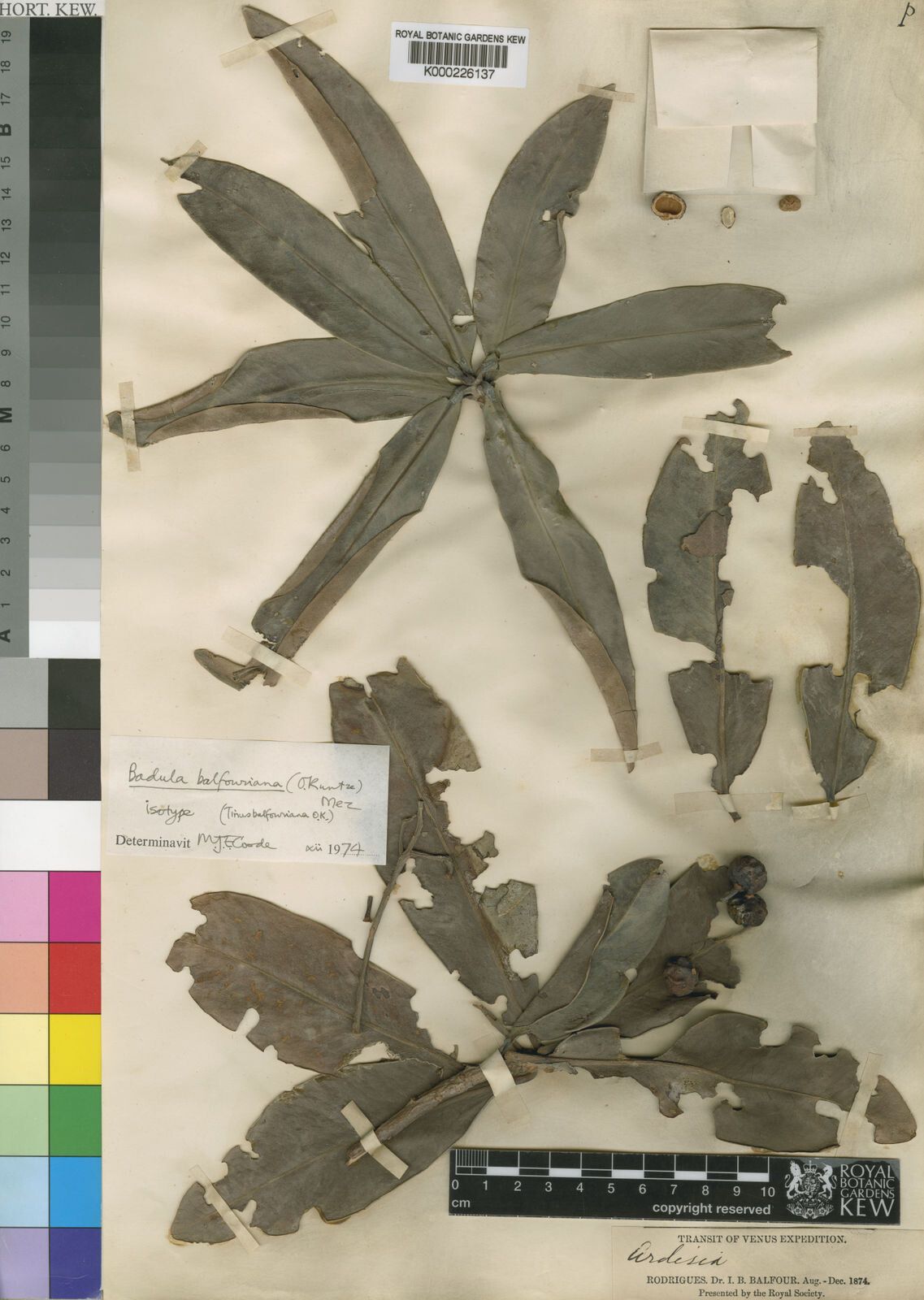 Badula balfouriana — related species from the same genus