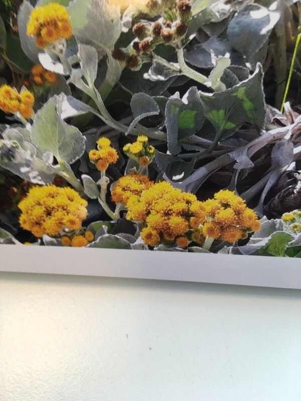 Helichrysum gossypinum flower